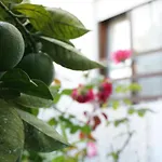 Jardim Da Celeste *
