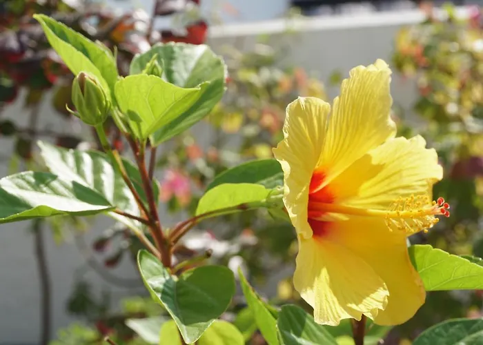 Jardim Da Celeste * Viana do Castelo