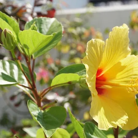 Jardim Da Celeste * Βιάνα ντο Καστέλο