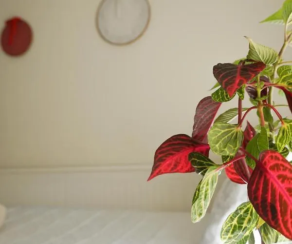 Accommodatie bij particulieren Jardim Da Celeste *